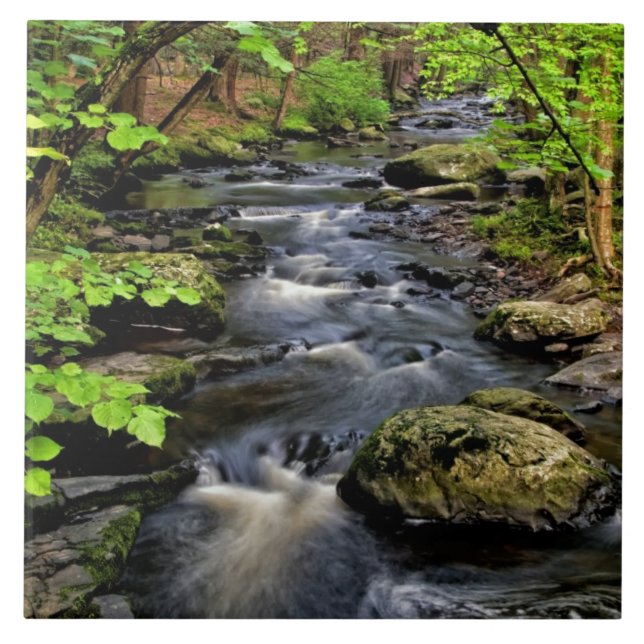 Creek flows through forest tile (Front)