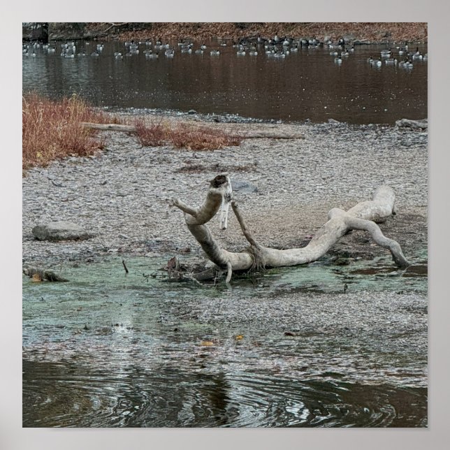 Creek Photo Poster (Front)