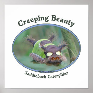 Creeping Beauty Poster