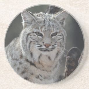 Creeping Bobcat Coaster