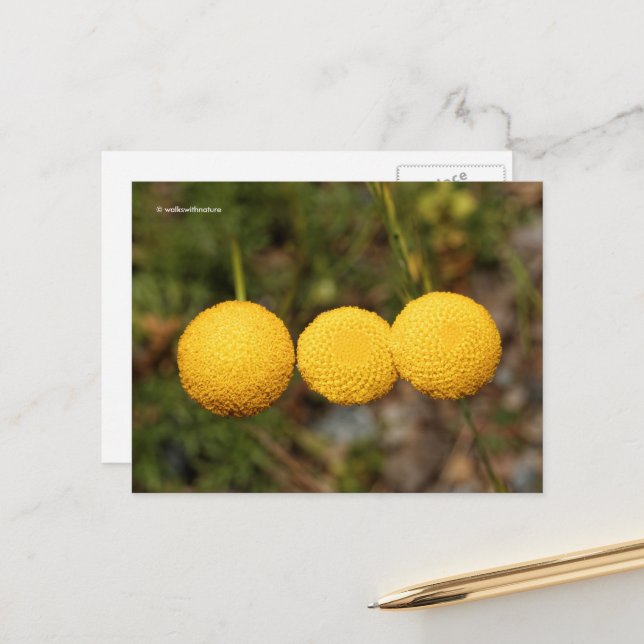 Creeping Gold Buttons Cotula Tiffindell Gold Flowe Postcard (Front/Back In Situ)