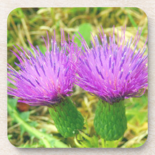 Creeping or Field Thistle Hard Plastic Coasters