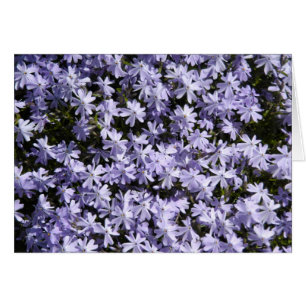 Creeping Phlox