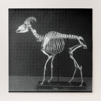 Creepy Bighorn Sheep Mounted Skeleton B&W Photo Jigsaw Puzzle