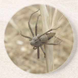 Creepy Crawly Spider Coasters