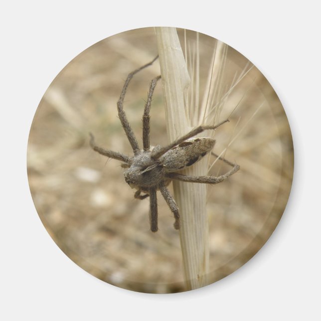 Creepy Crawly Spider Magnet (Front)