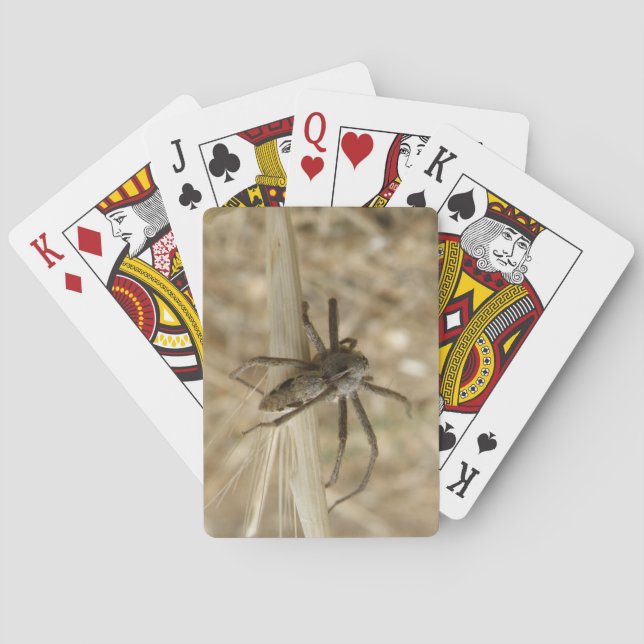Creepy Crawly Spider Playing Cards (Back)