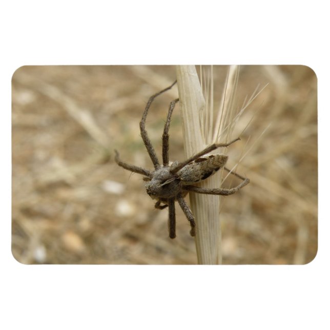 Creepy Crawly Spider Premium Magnet (Horizontal)