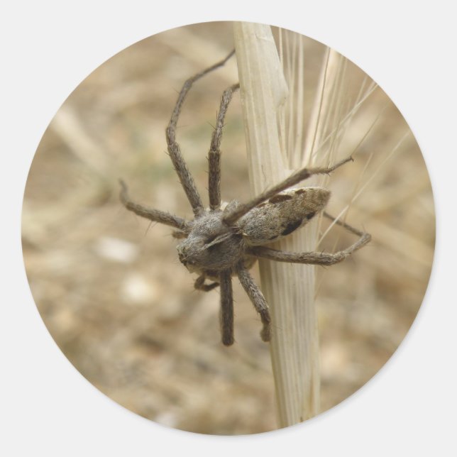 Creepy Crawly Spider Stickers (Front)