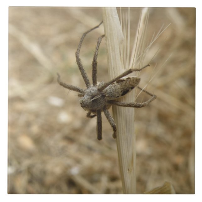 Creepy Crawly Spider Tile (Front)