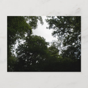 Creepy Forest Postcard