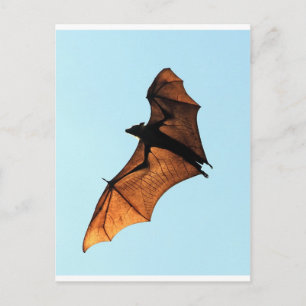 Creepy halloween flying fox (fruit bat) postcard