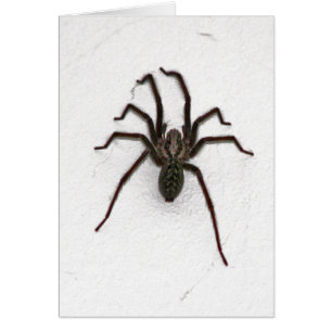 Creepy Spider