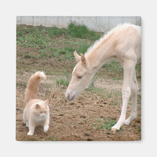 Cremello Companions Magnet