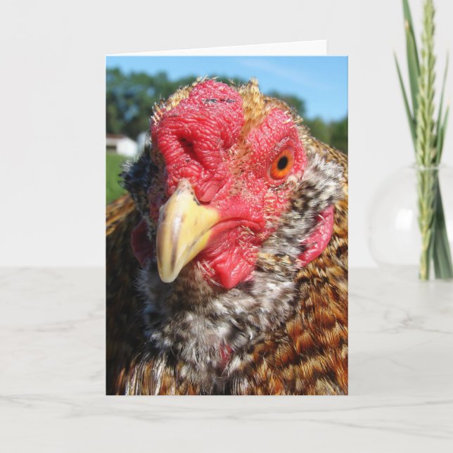 Creole Easter Egger Rooster Holiday Card (Front)