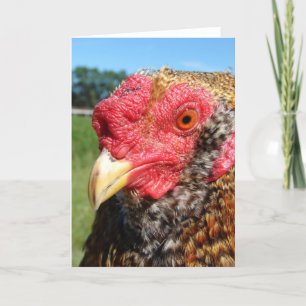 Creole Rooster Card