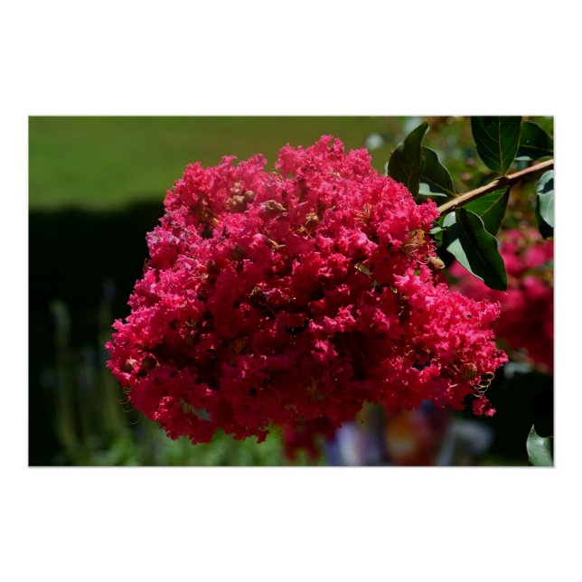 Crepe Myrtle flower Poster (Front)
