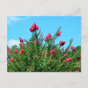 Crepe Myrtle Flowers Postcard