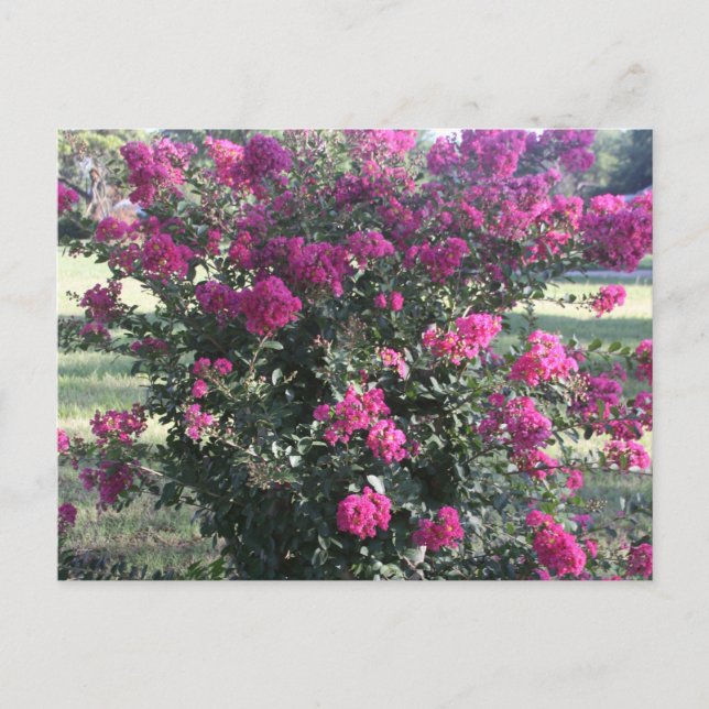 Crepe Myrtle Postcard (Front)