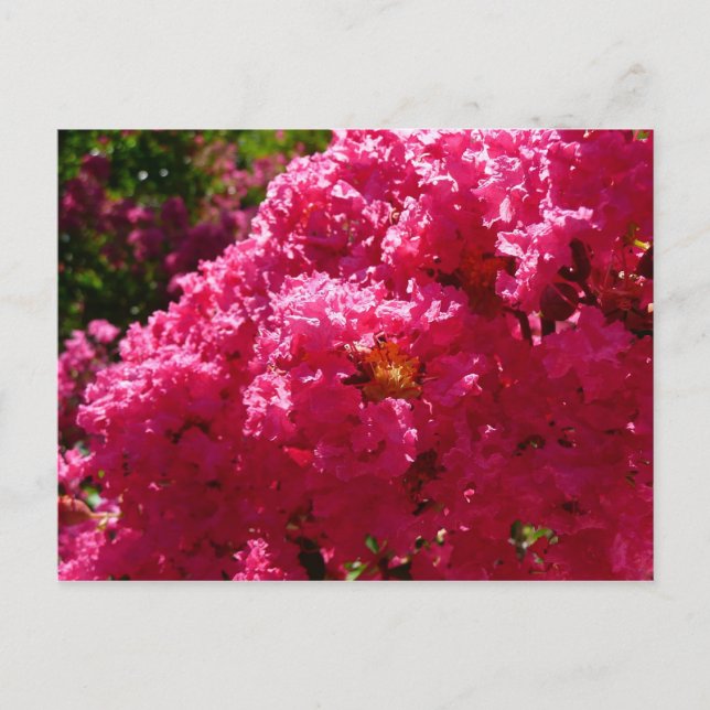 Crepe Myrtle Tree Magenta Floral Postcard (Front)