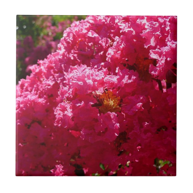 Crepe Myrtle Tree Magenta Floral Tile (Front)