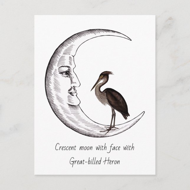 Crescent moon with face with  Great-billed Heron Postcard (Front)