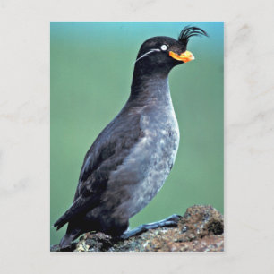 Crested Auklet, Kiska Island, Alaska Postcard