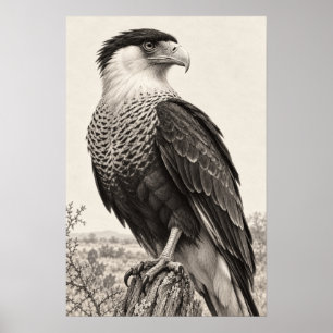 Crested Caracara in South Texas Graphite Poster
