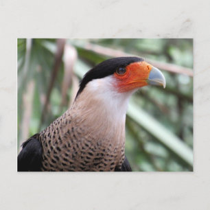 Crested Caracara Postcard