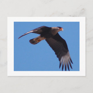 Crested Caracara Postcard