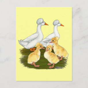 Crested Duck Family Postcard