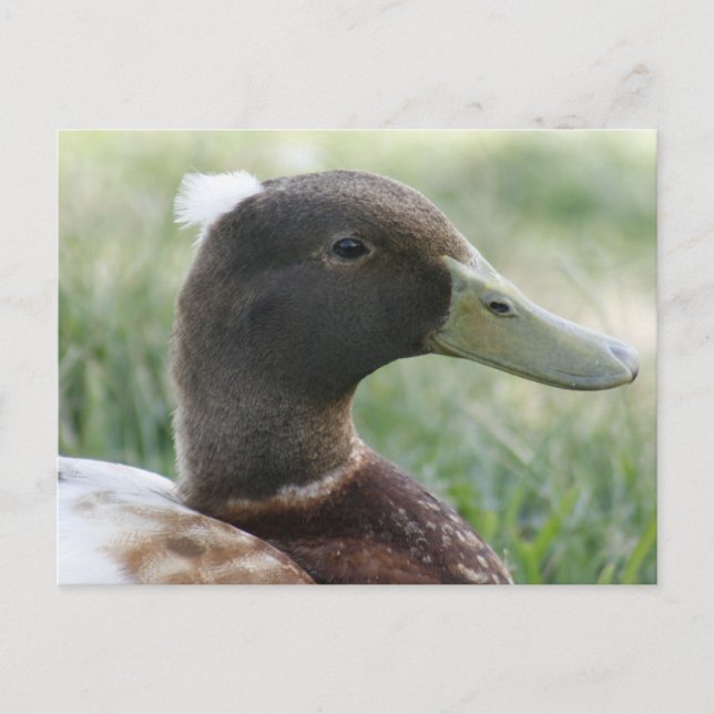 Crested Duck Photo Postcard (Front)
