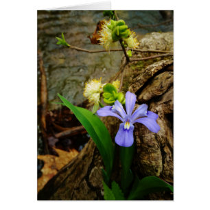 Crested Dwarf Iris blue purple white flower