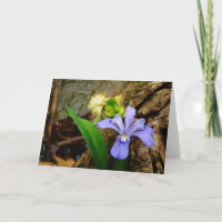 Crested Dwarf Iris blue purple white flower