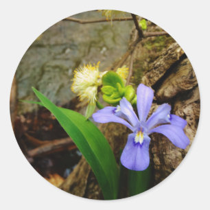 Crested Dwarf Iris blue purple white flower Classic Round Sticker