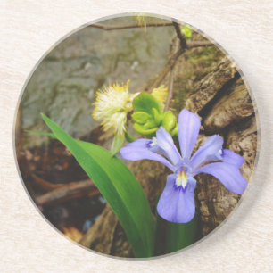 Crested Dwarf Iris blue purple white flower Coaster