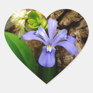 Crested Dwarf Iris blue purple white flower Heart Sticker