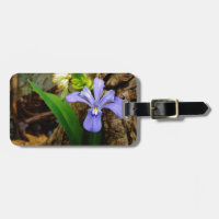 Crested Dwarf Iris blue purple white flower