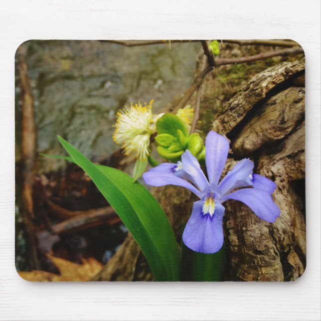 Crested Dwarf Iris blue purple white flower Mouse Mat (Front)