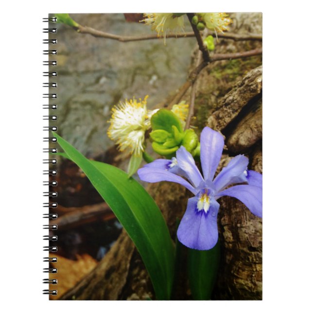Crested Dwarf Iris blue purple white flower Notebook (Front)