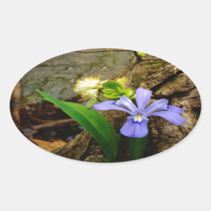 Crested Dwarf Iris blue purple white flower Oval Sticker