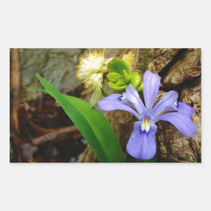 Crested Dwarf Iris blue purple white flower Rectangular Sticker