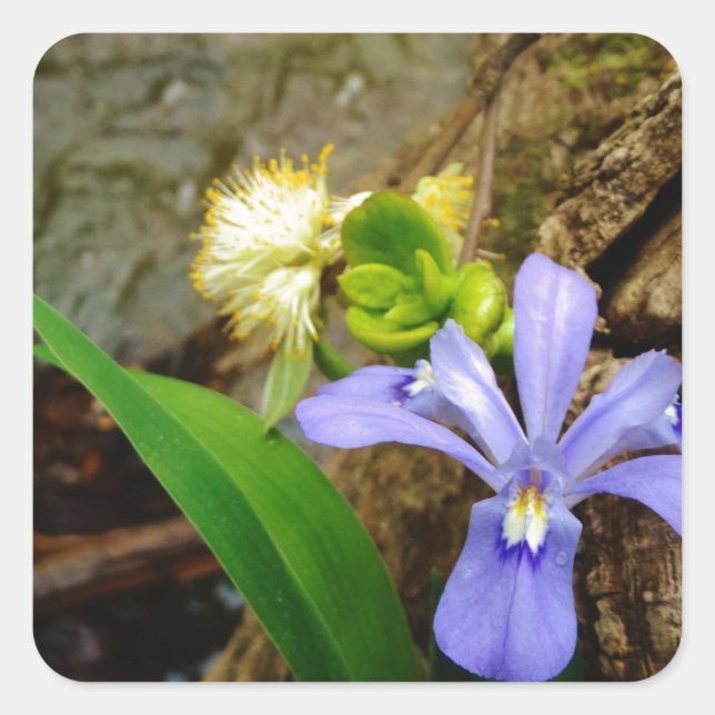 Crested Dwarf Iris blue purple white flower Square Sticker (Front)