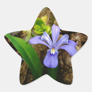 Crested Dwarf Iris blue purple white flower Star Sticker