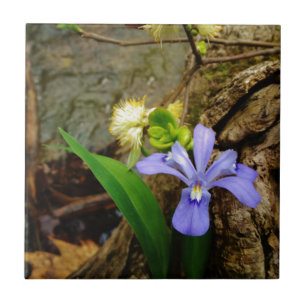 Crested Dwarf Iris blue purple white flower Tile