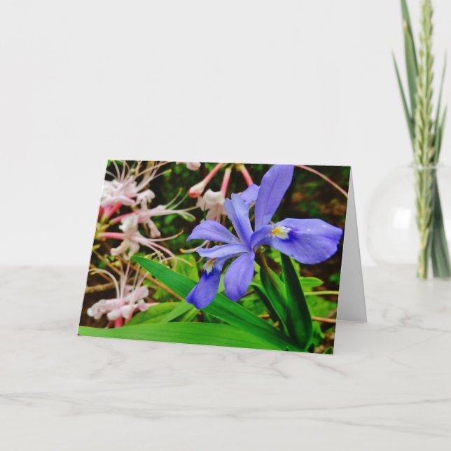Crested Dwarf Iris Card (Front)