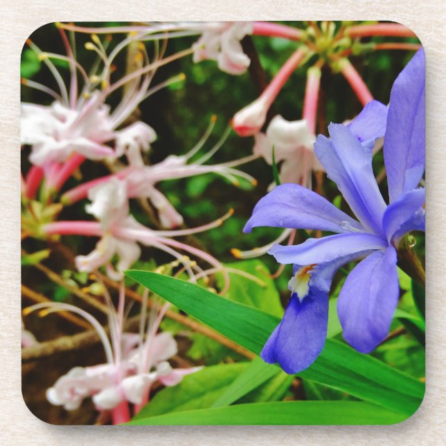 Crested Dwarf Iris Coaster (Front)