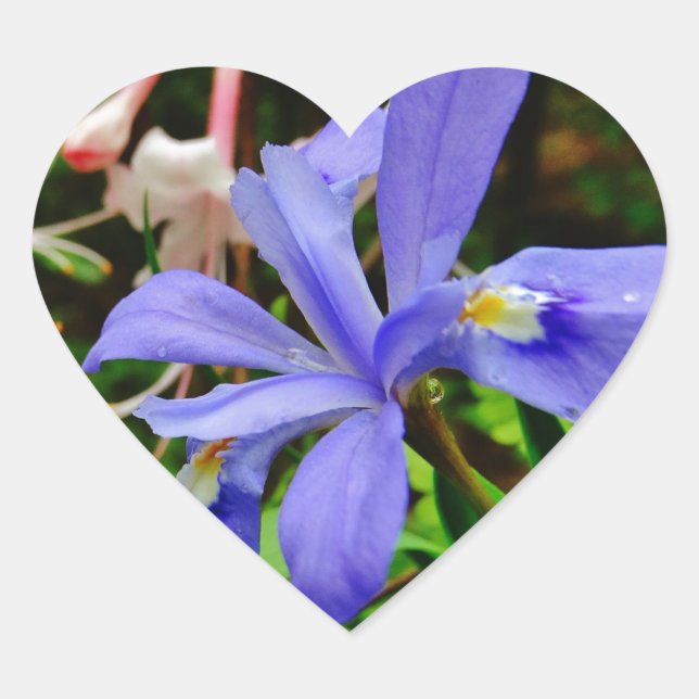 Crested Dwarf Iris Heart Sticker (Front)