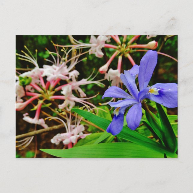 Crested Dwarf Iris Postcard (Front)