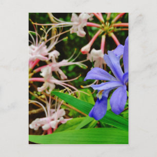 Crested Dwarf Iris Postcard